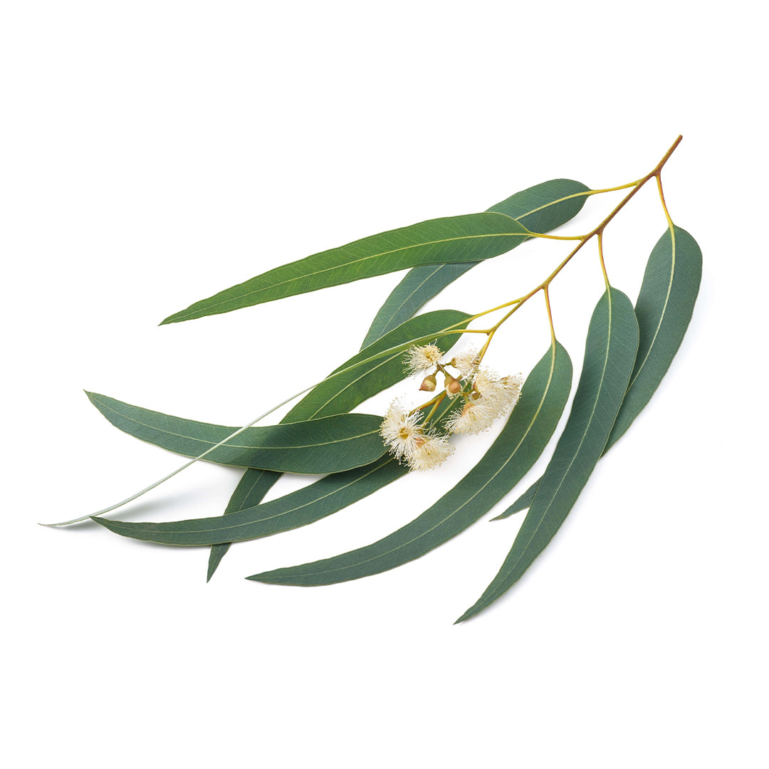Eucalyptus.jpg