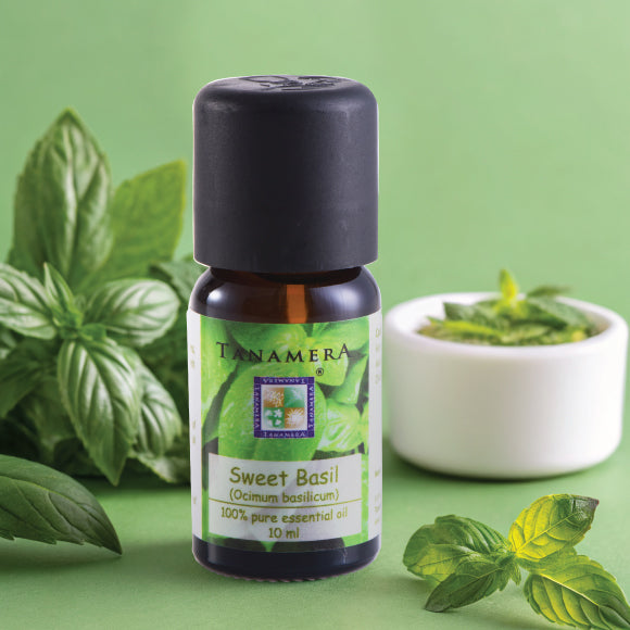 Sweet-Basil-EO.jpg