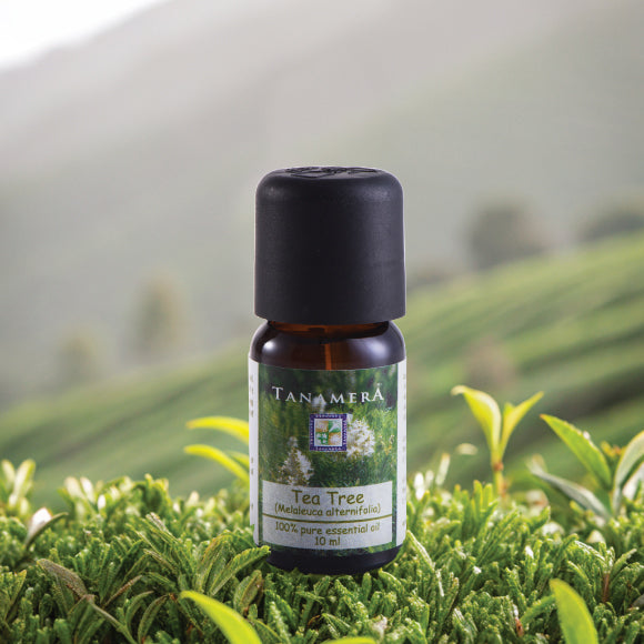 Tea-Tree-EO.jpg